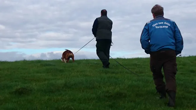 Fährtenarbeit mit ausgebildeten Hunden