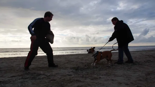 Hundesport beim VFGB Reken e.V.