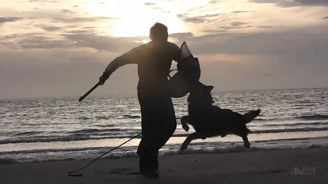 Hundesport beim VFGB Reken e.V.