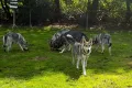 Saarlooswolfhund-Club