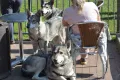 Saarlooswolfhund-Club