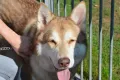 Saarlooswolfhund-Club