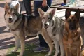 Saarlooswolfhund-Club