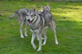 Saarlooswolfhund-Club