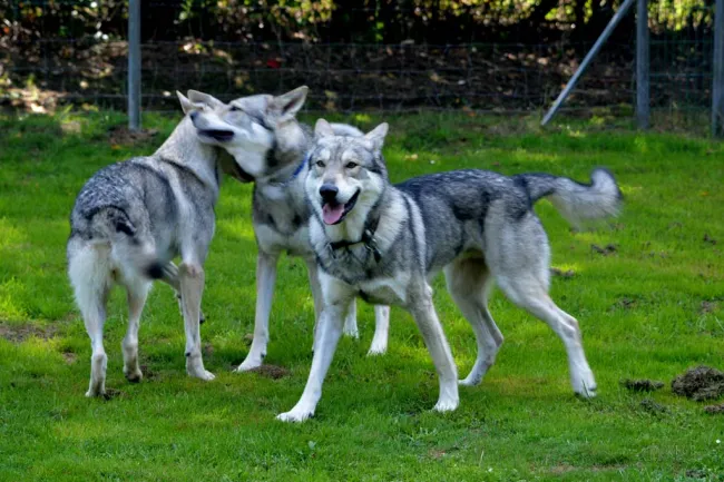 31.8.18: Jahrestreffen Saarlooswolfhund-Club
