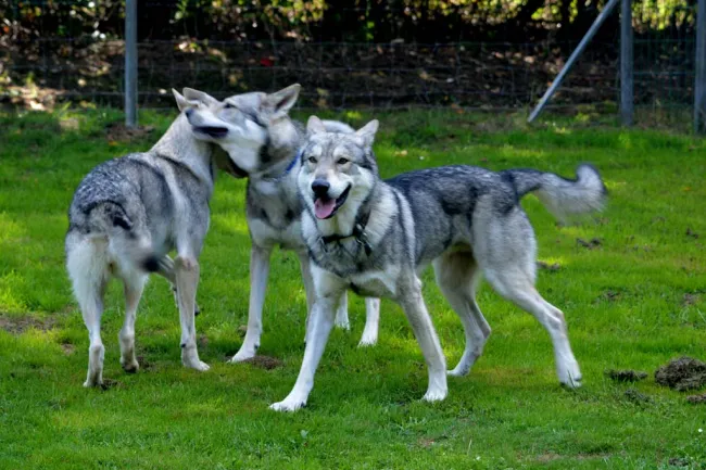 31.8.18: Jahrestreffen Saarlooswolfhund-Club