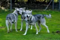 Saarlooswolfhund-Club