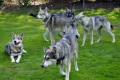 Saarlooswolfhund-Club